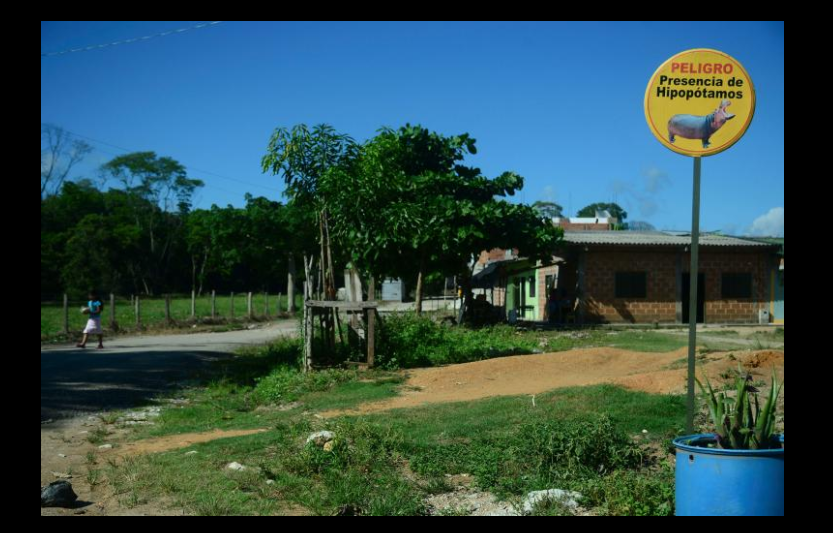 Imagine Stire Hipopotamii lui Escobar, problemă pentru mediu | 2review.ro