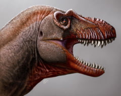 O noua specie de tiranozaur: Aducatorul de moarte, un urias carnivor de 8 metri