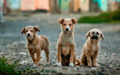 Romania este sursa numarul unu de caini adusi ilegal in Germania