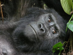 Un trasnet a omorat patru gorile, inclusiv o femela gravida, dintr-o specie foarte rara