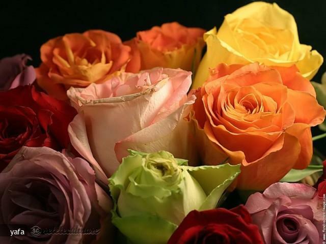 Imagine Reteta culinara Paste cu Ton | 2review.ro